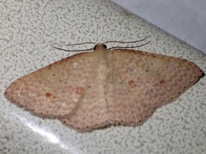 Epicyme rubropunctaria