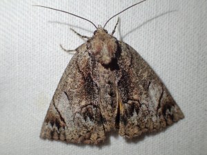 Heliomystis electrica