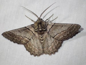 Hypobapta tachyhalotaria