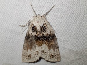 Mochlotona phasmatias