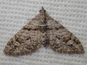 Phrissogonus laticostata