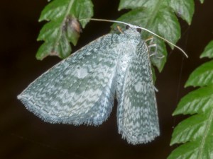 Poecilasthena pellucida