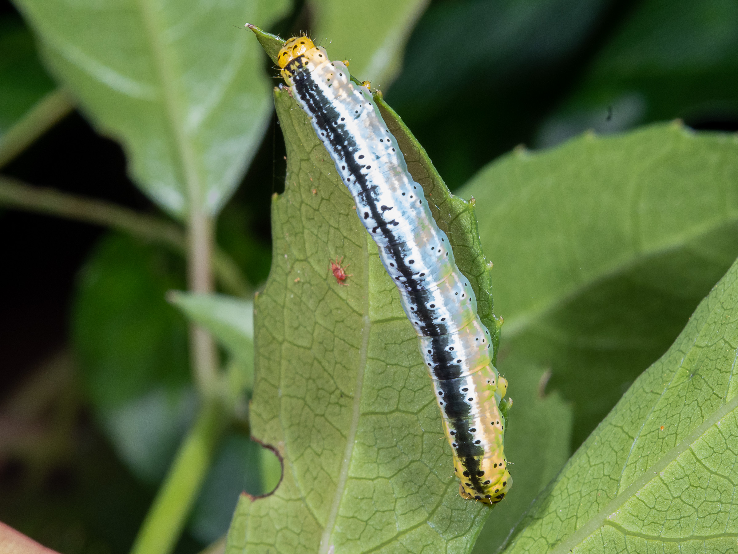 Xenomusa monoda – Caterpillar that feeds on Austral Mulberry bushes