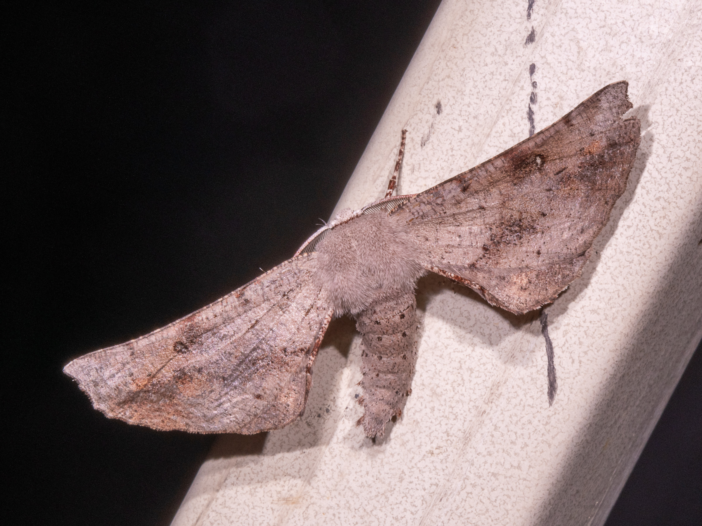 Circopetes obtusata – Grey Twisted Moth