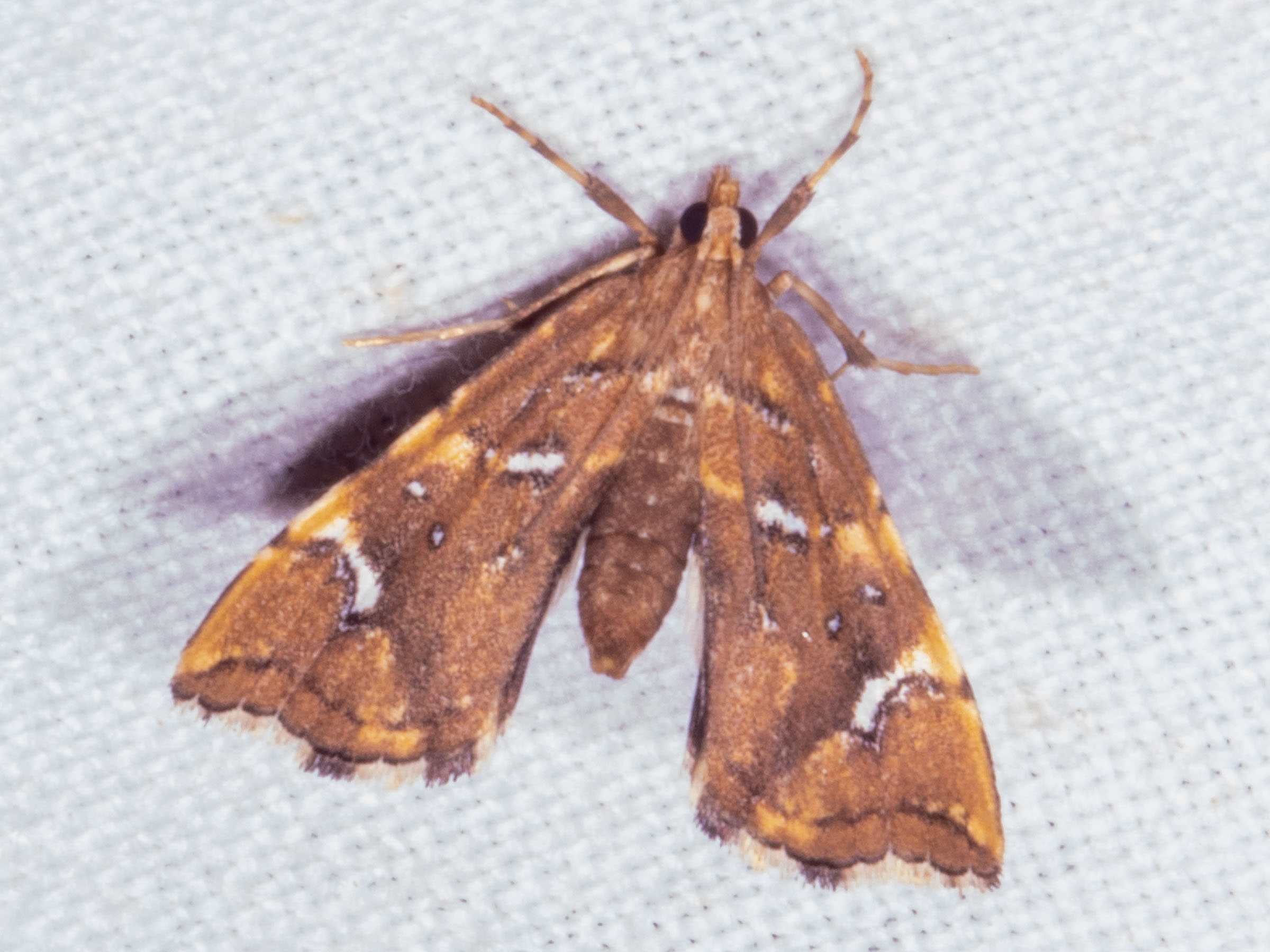 Musotima nitidalis (Golden Brown Fern-moth)
