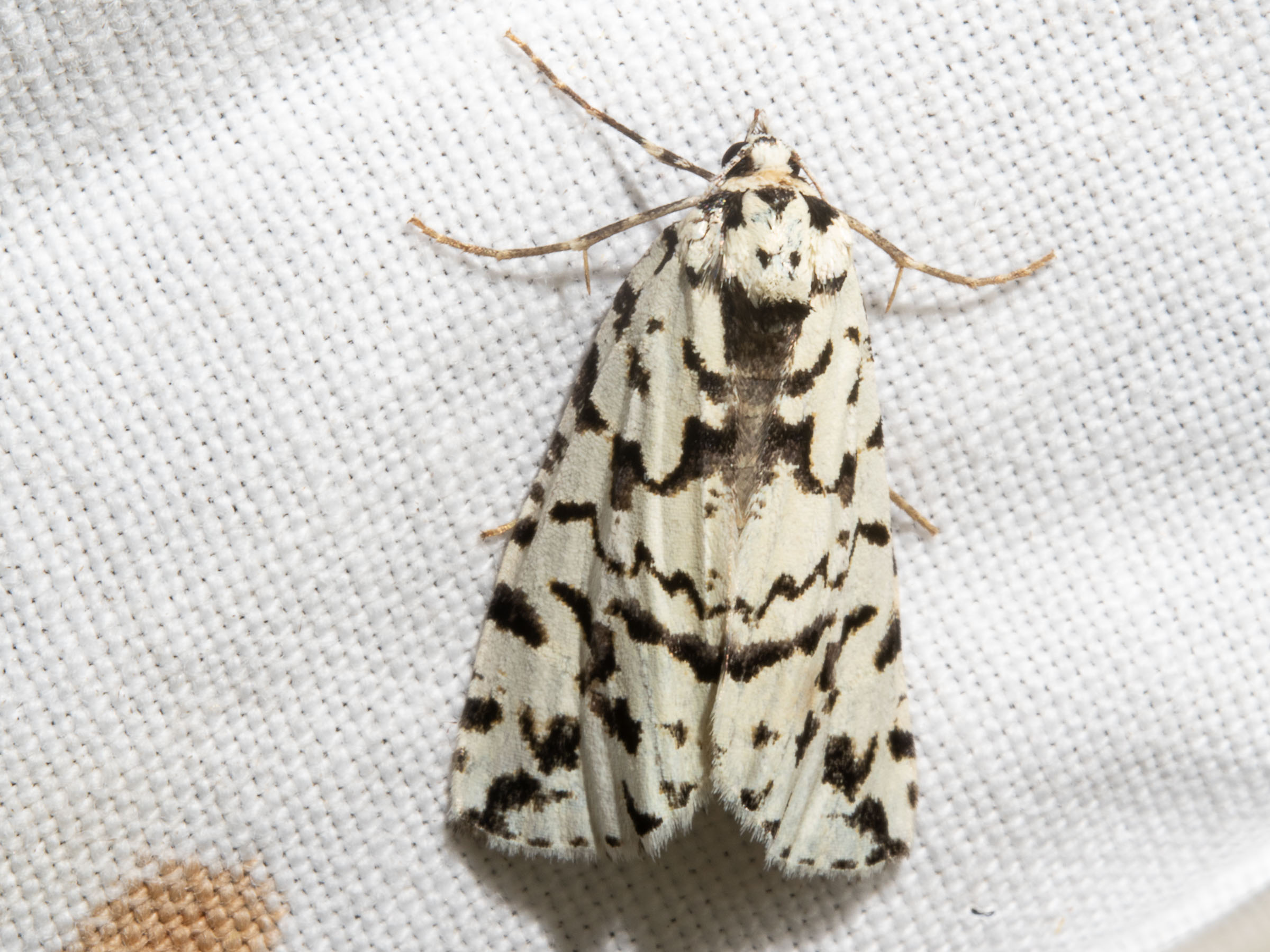 Archephanes zalosema – A moth, its caterpillars feed on Mountain Pepper