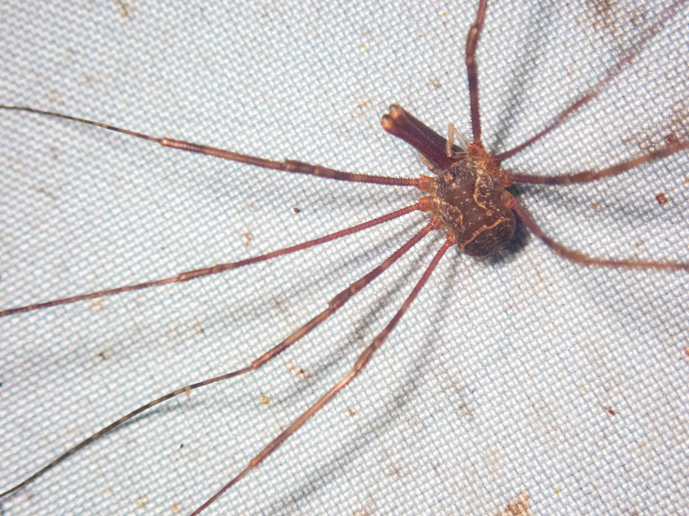 Megalopsalis stewartia – A Harvestman