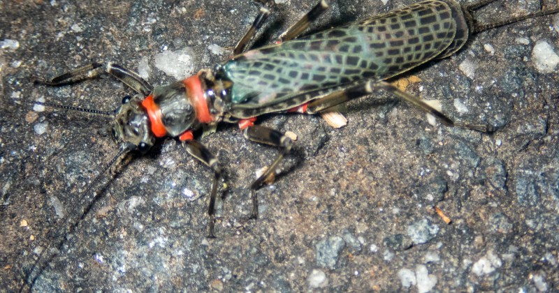 Eusthenia venosa (Stonefly)