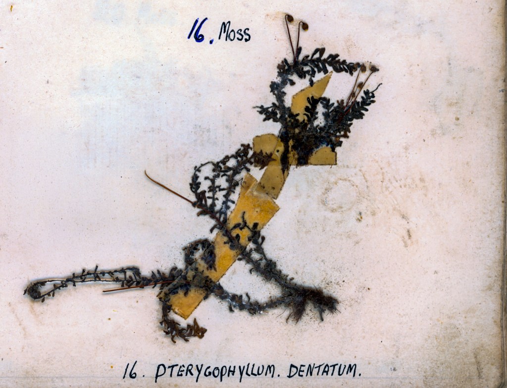 A specimen of moss, identified as Pterygophyllum dentatum, attached to a background with some yellow labels.
