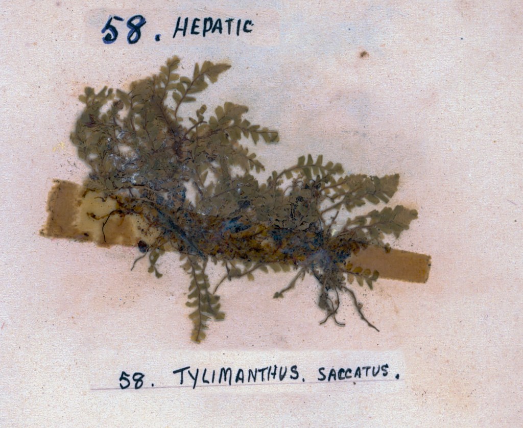 A pressed plant specimen labeled '58. HEPATIC' and '58. TYLIANTHUS SACCATUS', depicting a small leafy fern or liverwort on a paper background.