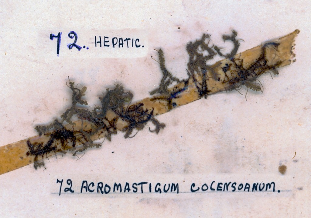 A botanical illustration featuring a specimen labeled '72. Hepatic' with a detailed drawing of Acromastigum colensoanum on a brownish background.