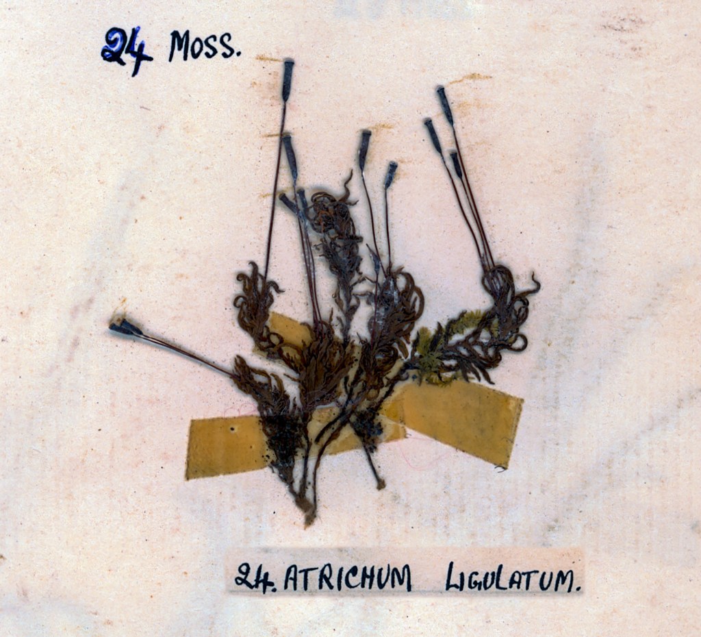 A pressed specimen of moss labeled '24 Moss. 24 Atrichum ligulatum.' on a light background.