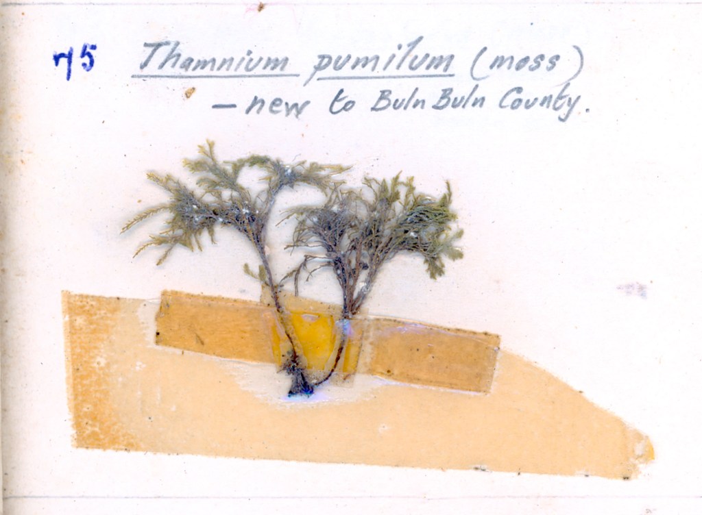A dried specimen of Thamnidium punilium moss, mounted on a piece of paper with handwritten notes indicating it is new to Buln Buln County.