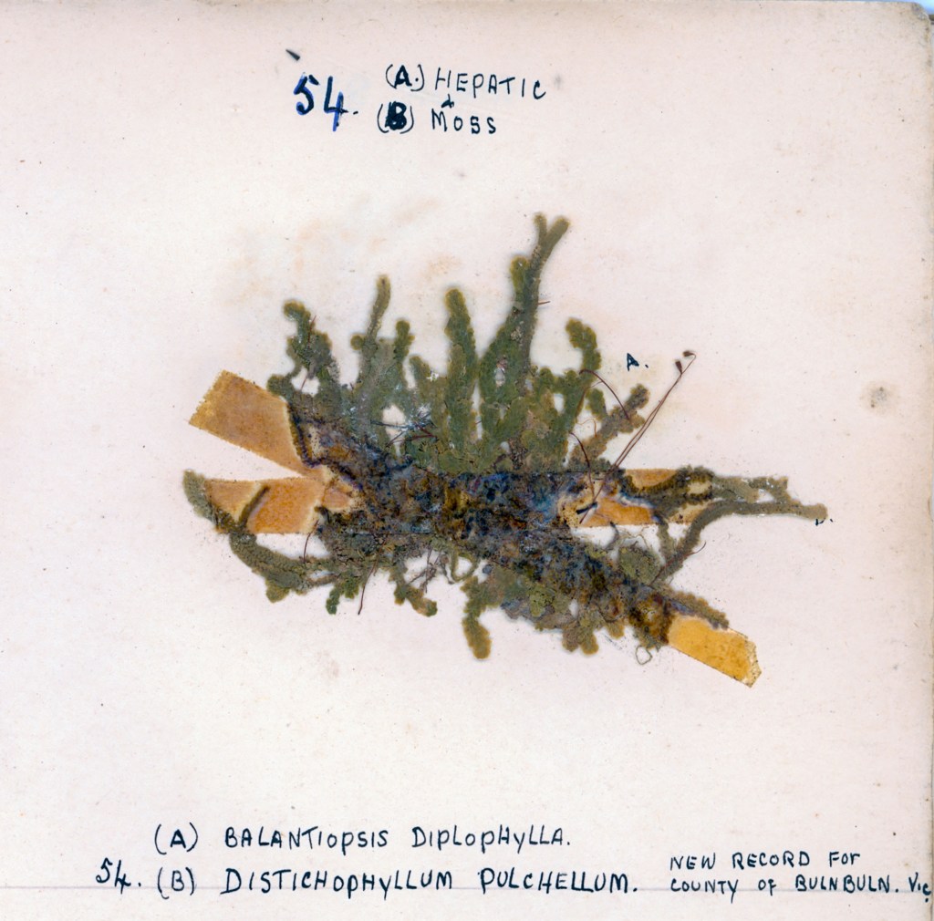 Close-up view of two types of bryophytes labeled as (A) Balantiopsis diplohylla and (B) Distichophyllum pulchellum, mounted on a white background with handwritten notes and labels.
