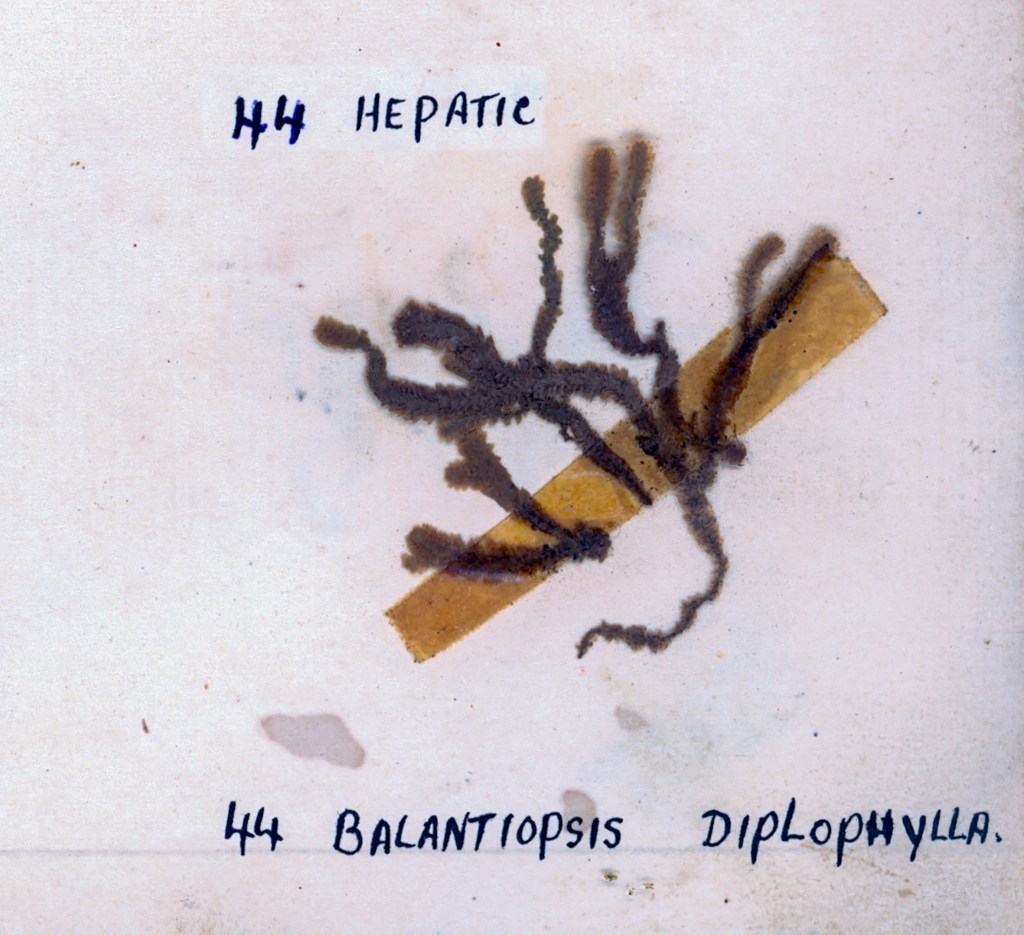 An image featuring a specimen labeled '44 Hepatic' and '44 Balantiopsis Diplophyllia,' showcasing a specimen mounted on a yellow strip against a white background.