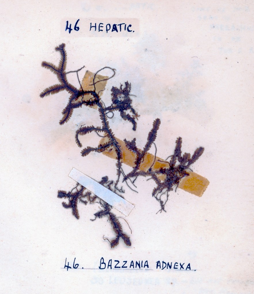 A botanical illustration featuring hepatic plants labeled '46 HEPATIC' and '46 Bazzania adnexa', with detailed depictions of the plants on a pale background.