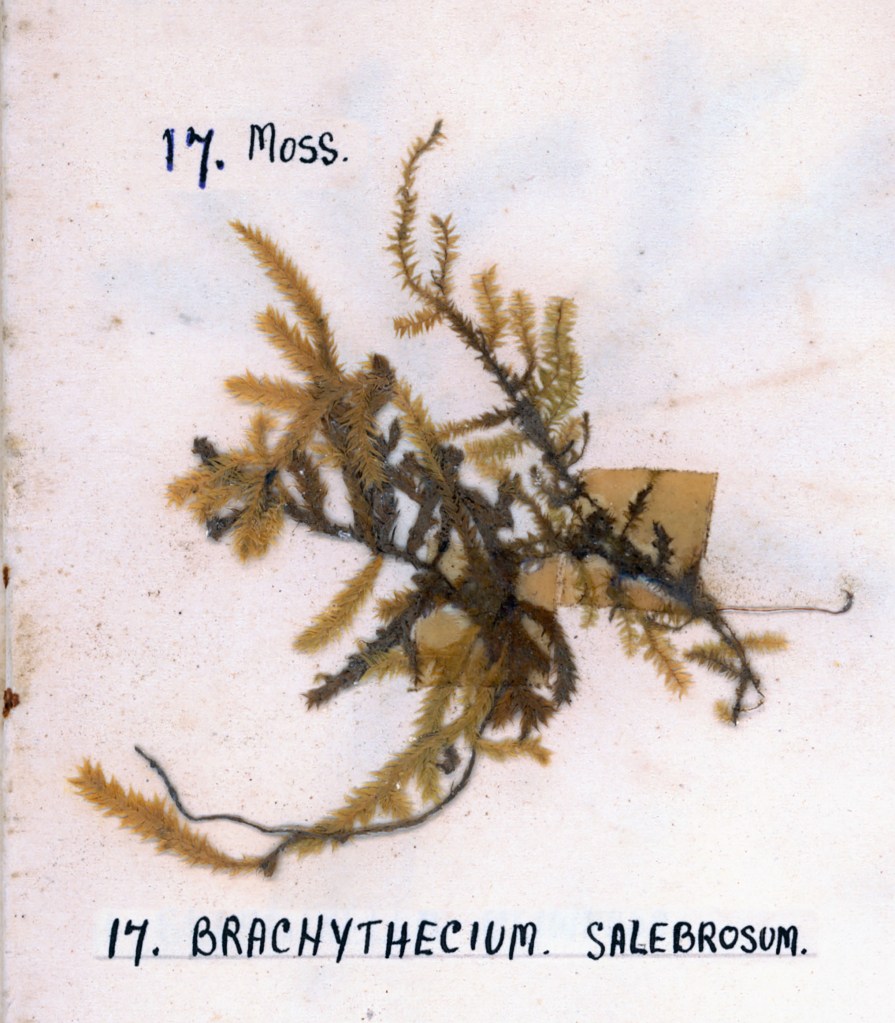 Dried specimen of Brachythecium salebrosum moss mounted on a beige background with handwritten labels.