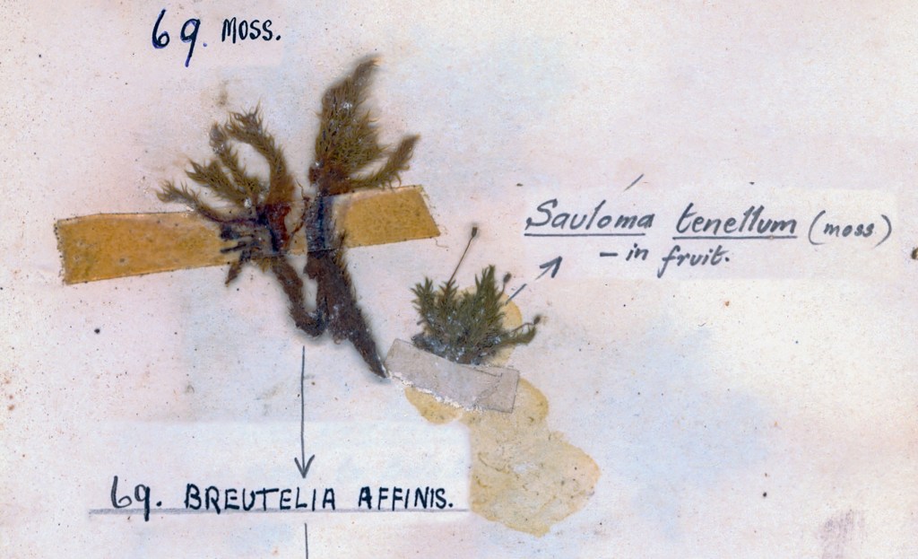 A preserved specimen of moss labeled 'Sauloma tenellum (moss) - in fruit' alongside another specimen labeled '69. Bruetelia affinis.' The specimens are attached to paper with tape.