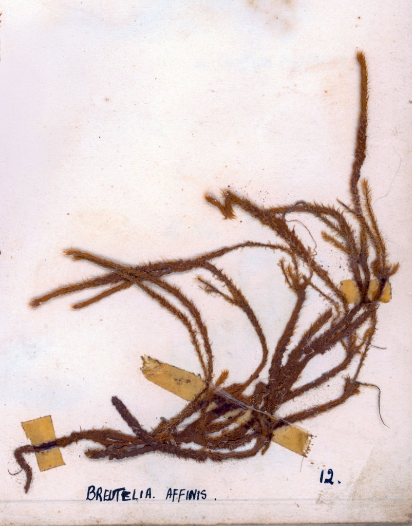 Dried specimen of Breutelia affinis, displaying multiple brown, hairy stems or fibers on a background with handwritten labels.