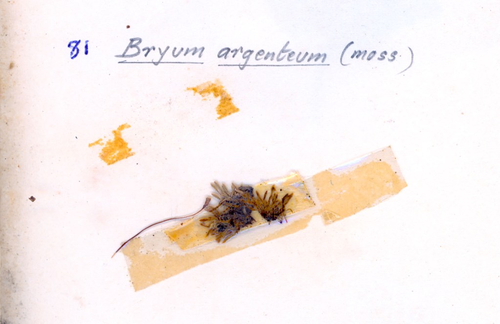 A section of Bryum argenteum moss, mounted on a page with adhesive tape, accompanied by a handwritten label.