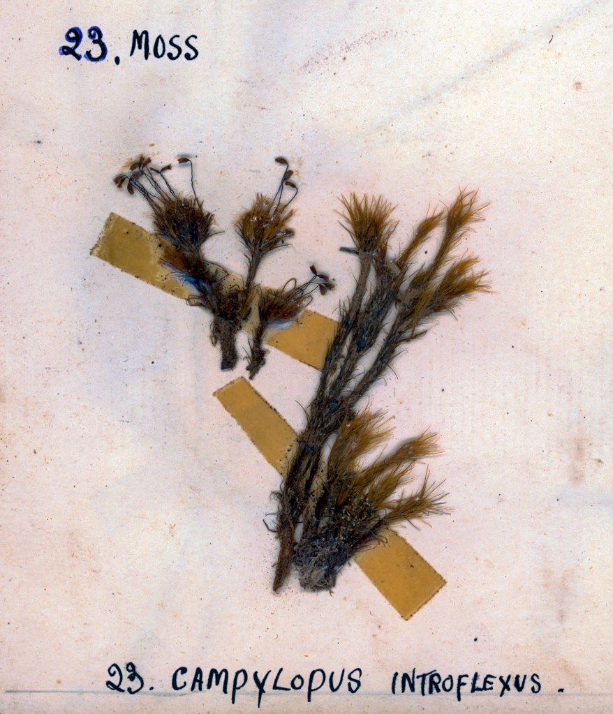 A specimen of moss labeled 'Campylopus introflexus' with brownish-green branches mounted on a light background, featuring two yellow paper strips.
