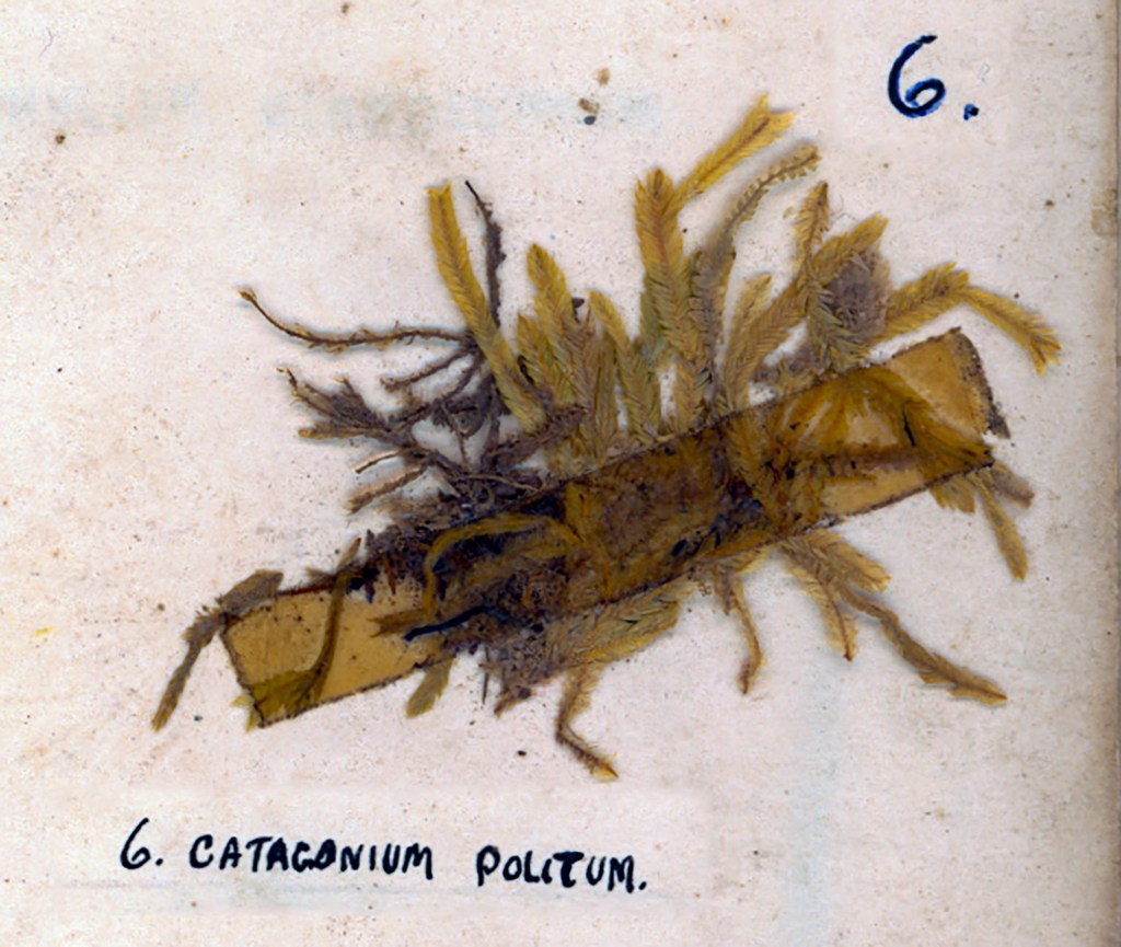 A preserved specimen of the plant Catagonium poltum, displayed on a light background with handwritten labels.