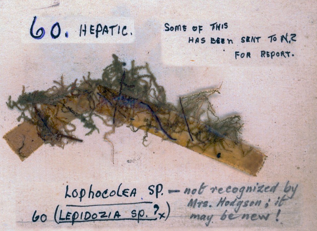 A scientific image displaying a sample labeled '60. Hepatic' with details about Lophocolea sp. and Lepidozia sp., along with handwritten notes regarding its examination and a report sent to New Zealand.