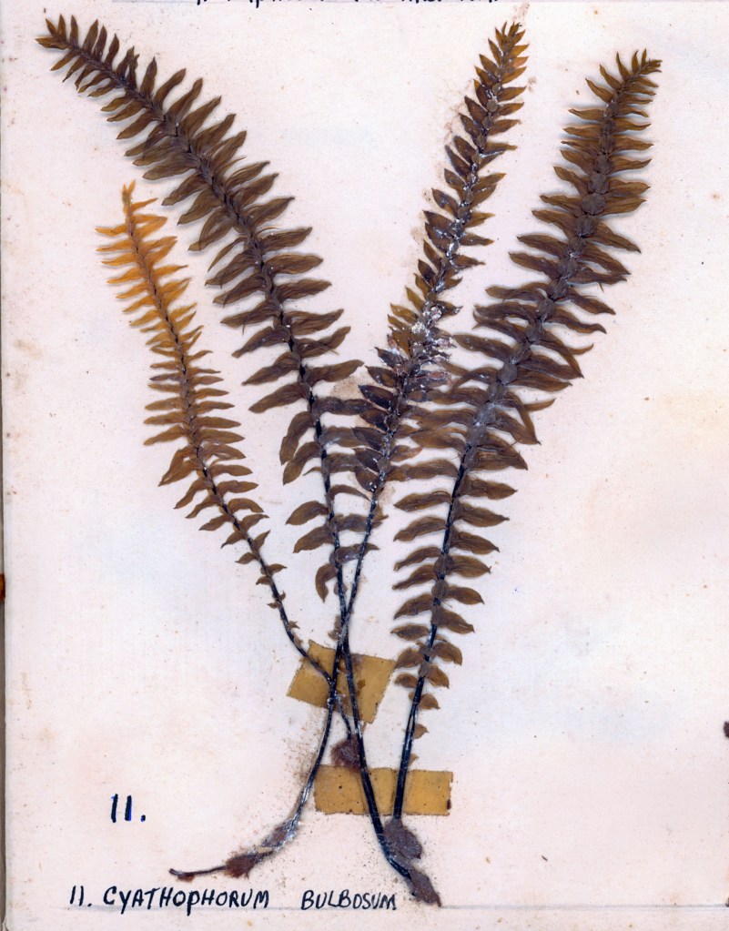 Preserved ferns labeled 'Cyathophorum bulbosum' on a cream-colored background.
