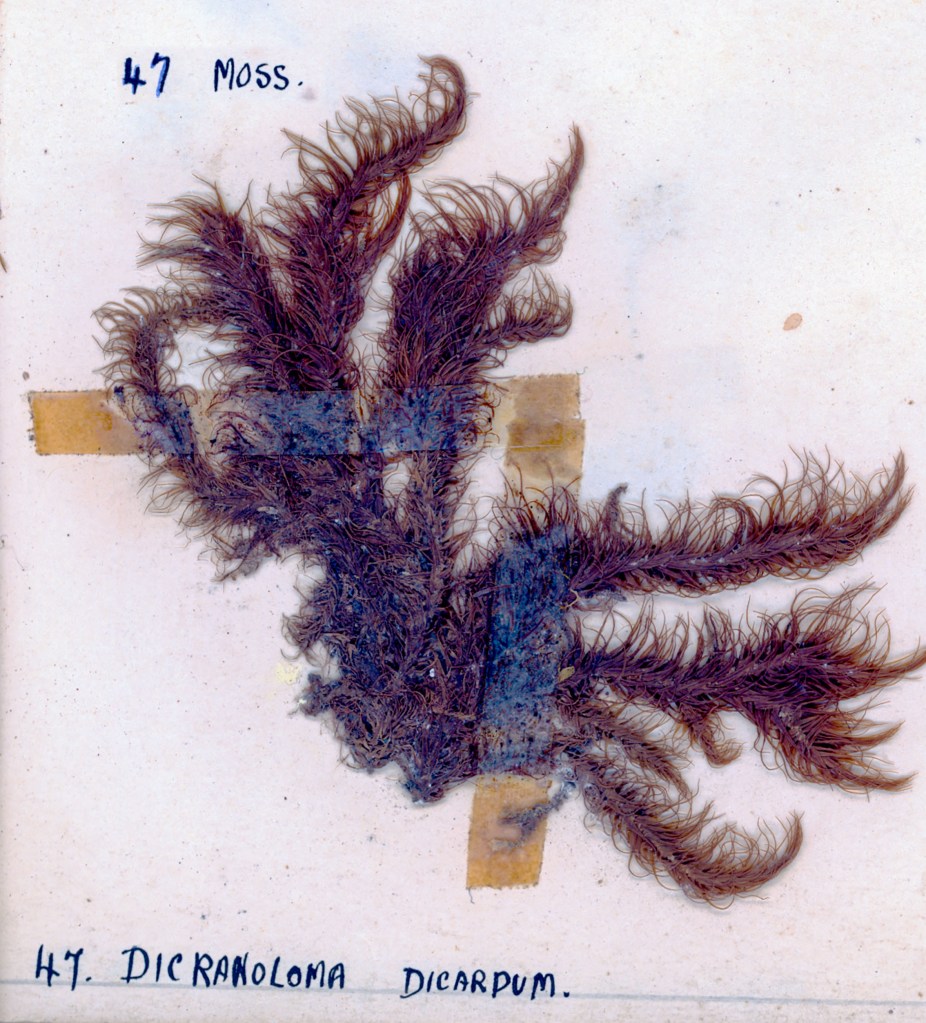 A dried specimen of moss labeled as Dicranoloma dicarpum, featuring intricate, feathery leaves, mounted on a pale background with tape.