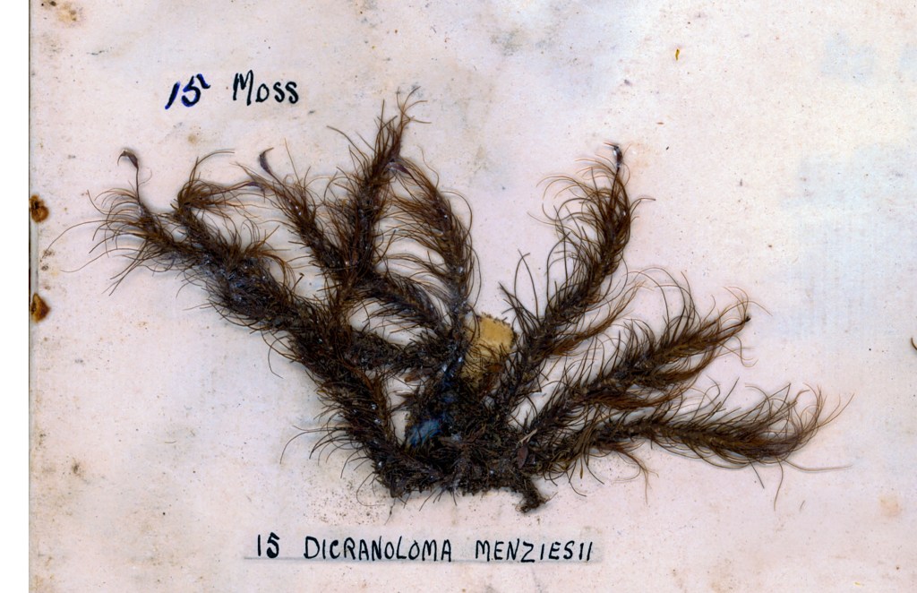A close-up image of Dicranoloma menziesii moss, showcasing its intricate, feathery structure on a light background.