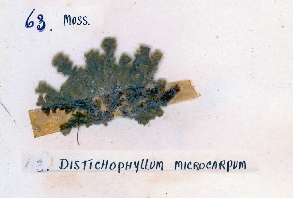 An image of a moss specimen labeled 'Distichophyllum microcarpum', mounted on a light background with a small piece of tape.