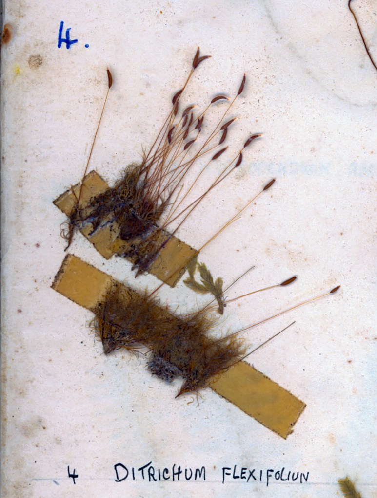 A preserved specimen of Ditricum flexifolium moss attached to a yellow label, showcasing thin brown stems and green foliage on a light background.