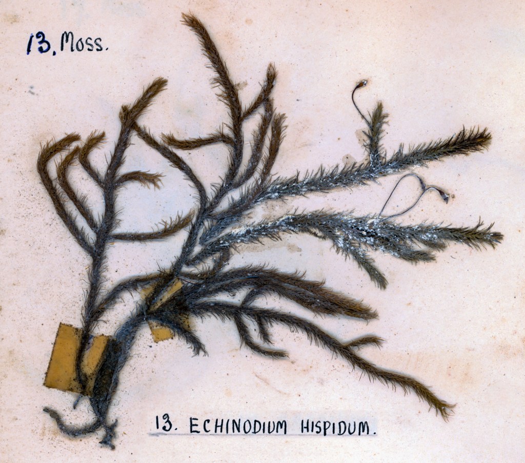 A pressed specimen of Echinodium hispidum moss, showcasing its branched structure on a light background, labeled with its name and number.