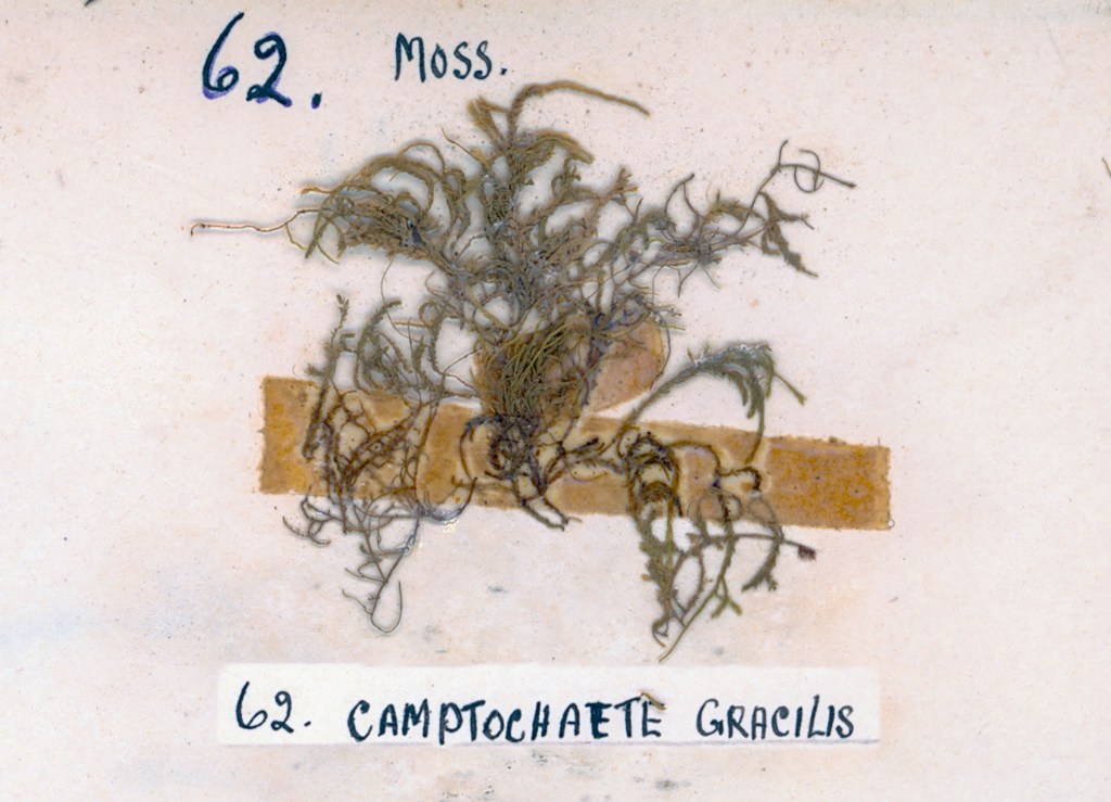 A specimen of moss labeled '62. Camptochaete Gracilis' displayed on a light background.