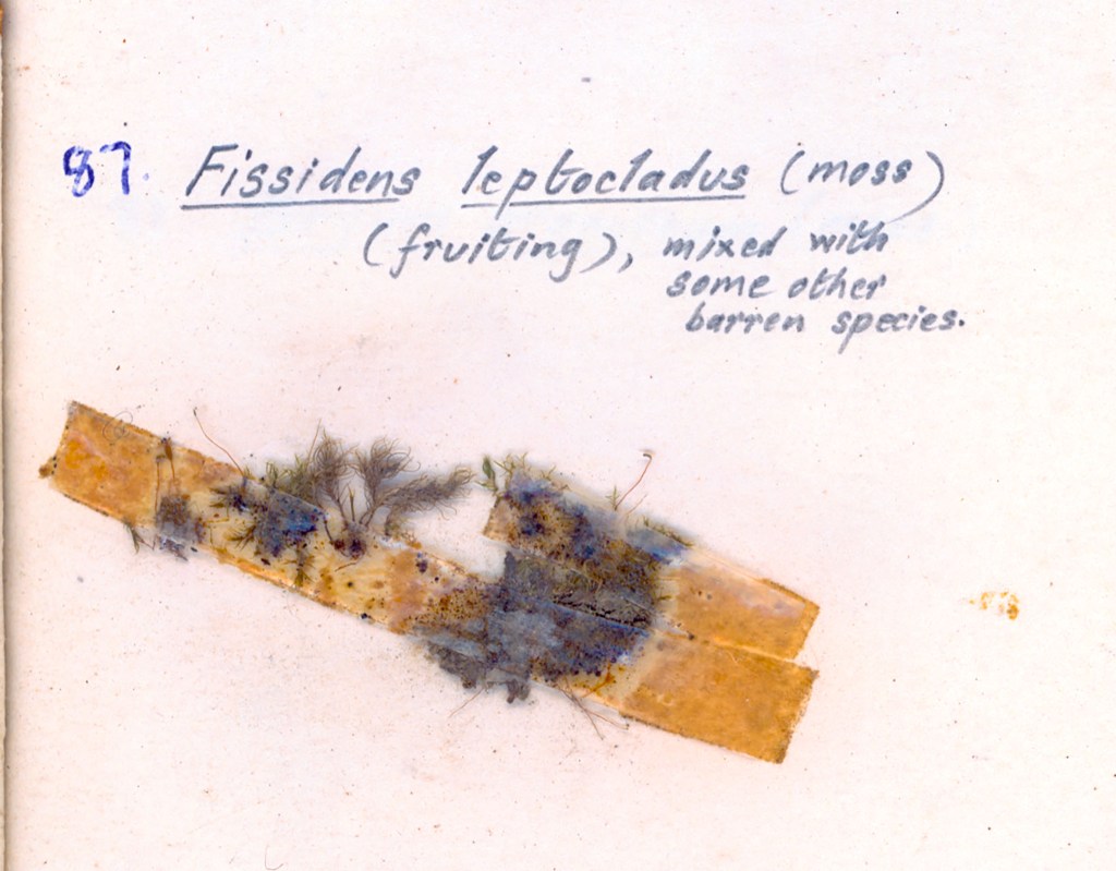 Specimen of Fissidens leptocladus moss (fruiting), labeled and mixed with other barren species.