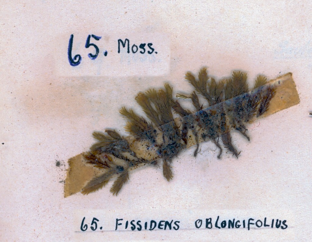 A dried specimen of moss labeled '65. Fissidens oblongifolius,' displayed on a neutral background.
