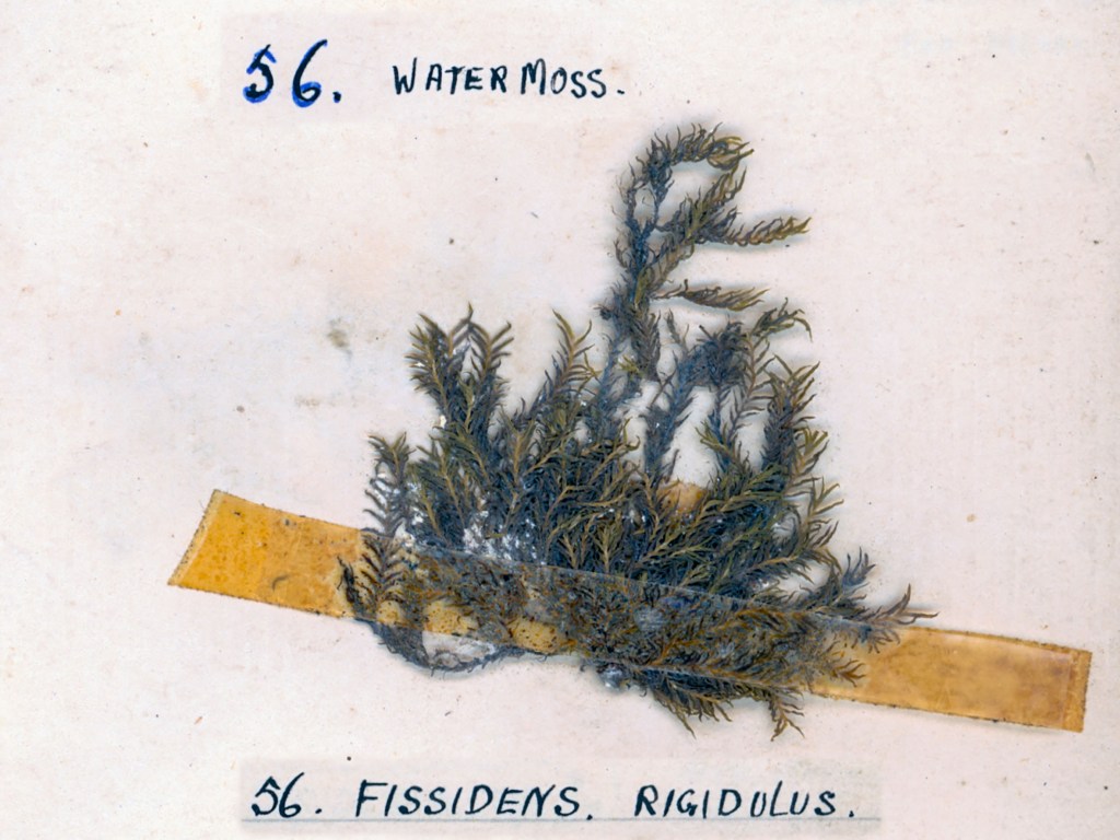 A specimen of water moss labeled as '56. Water Moss' and '56. Fissidens rigidulus' displayed on a light background.