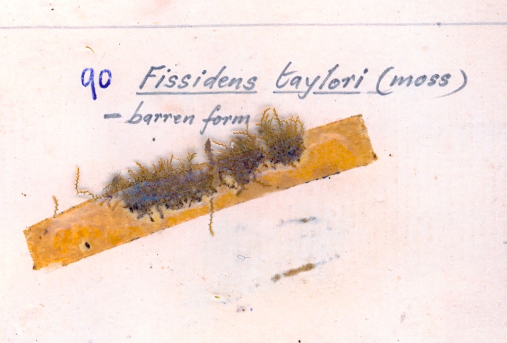 A specimen of Fissidens taylori moss in its barren form, mounted on a paper label with handwritten notes.