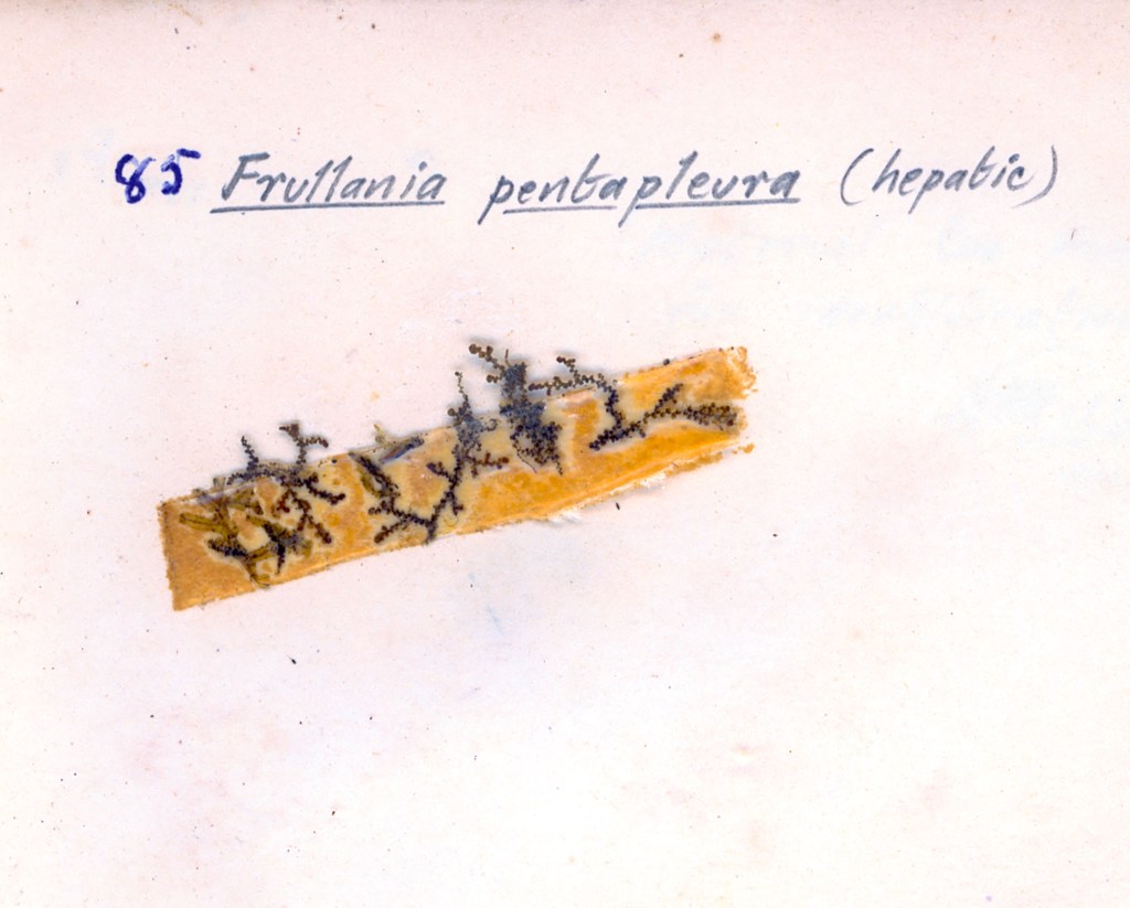 A scientific illustration of Frullania pentapleura, a type of hepatic (liverwort), displayed on a light background with detailed features labeled.