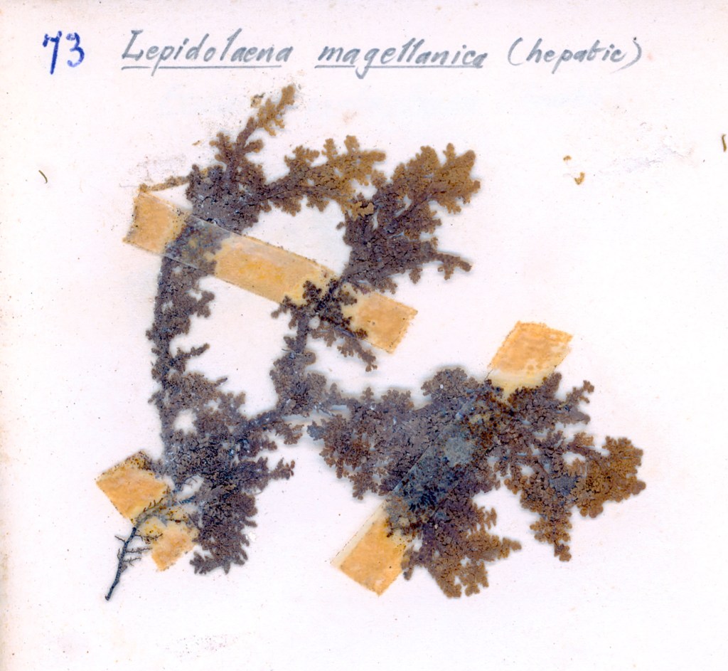 A pressed specimen of Lepidolaena magellanica (hepatic) mounted on a light background with two pieces of tape holding it in place.