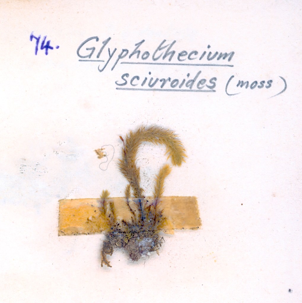 Botanical specimen of Glyphothecium sciuroides moss mounted on paper with a handwritten label.