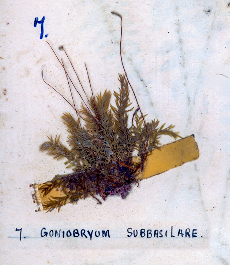 A specimen of Gonio bryum subbasilaris, displayed on a white background with a yellow label and handwritten text.