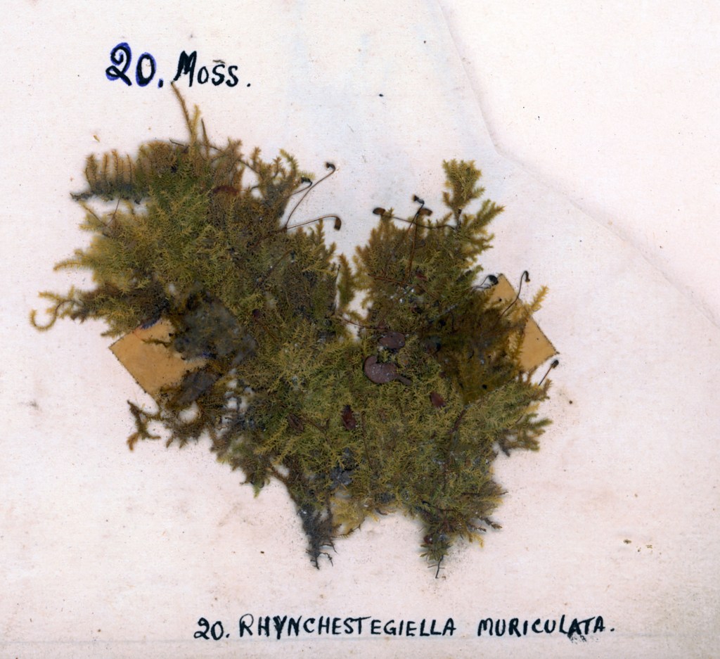 A close-up image of moss, specifically Rhynchostegium muriculatum, mounted on paper, with handwritten labels at the top and bottom indicating the specimen number and name.