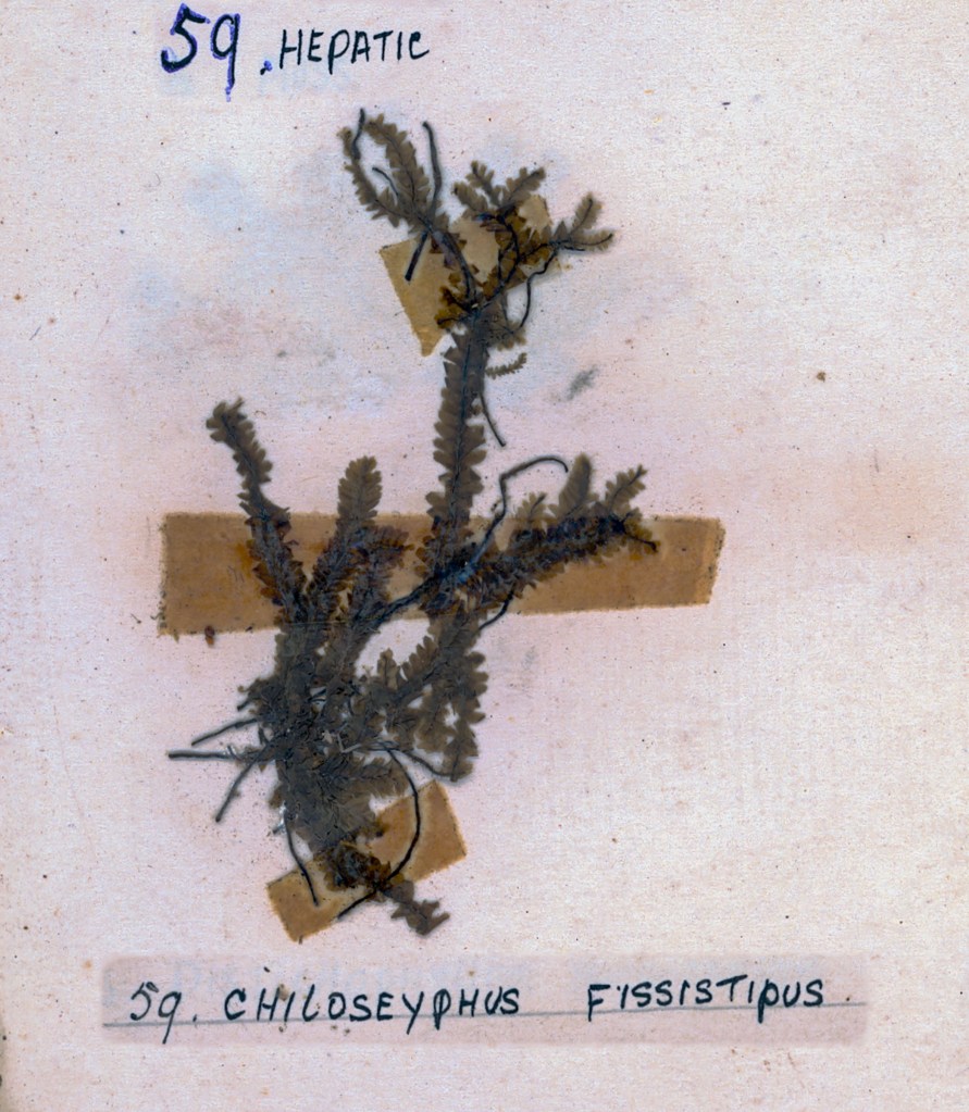 Pressed specimen of a hepatic plant, labeled with '59. Hepatic' and '59. Chiloscyphus Fissistipus'.