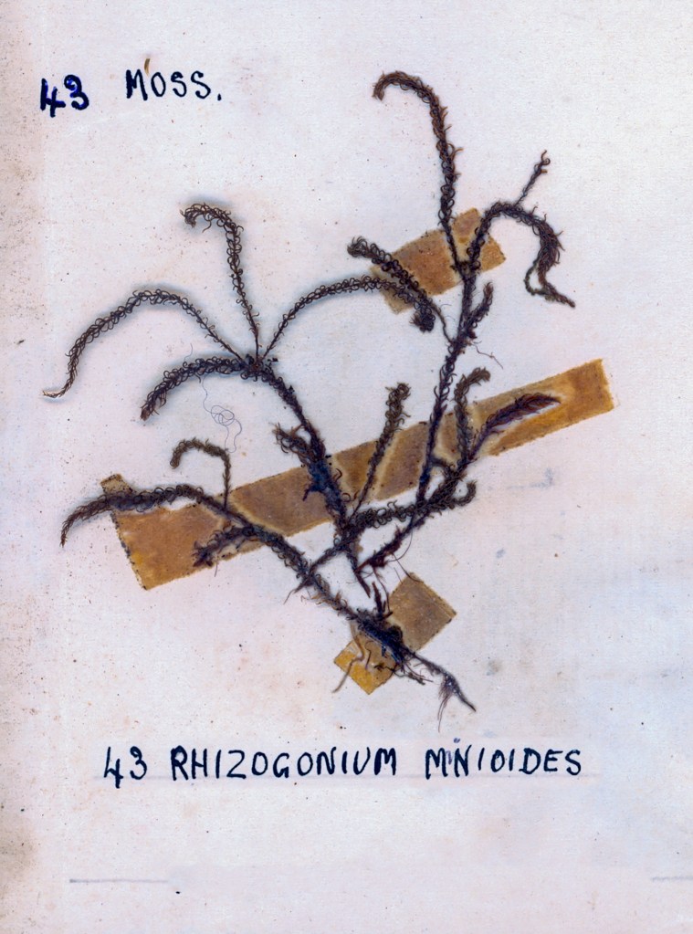 Dried moss specimen labeled '43 Rhizogonium miniodes' displayed on a pale background with tape.