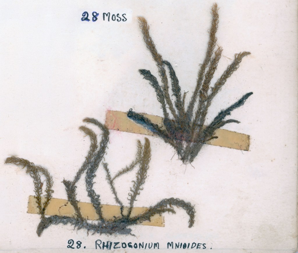 A botanical illustration showing two species of moss: the top labeled '28 Moss' and the bottom labeled '28. Rhizogonium minioides'. Both are displayed on paper with yellow labels.