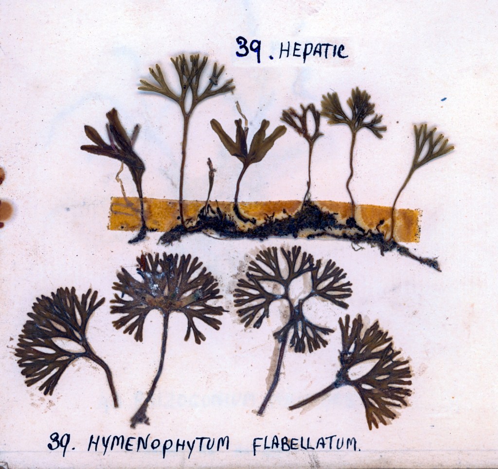 A collection of hepatic bryophytes displaying various forms, with labels for 'Hepatic' and 'Hymenophyllum flabellatum'.