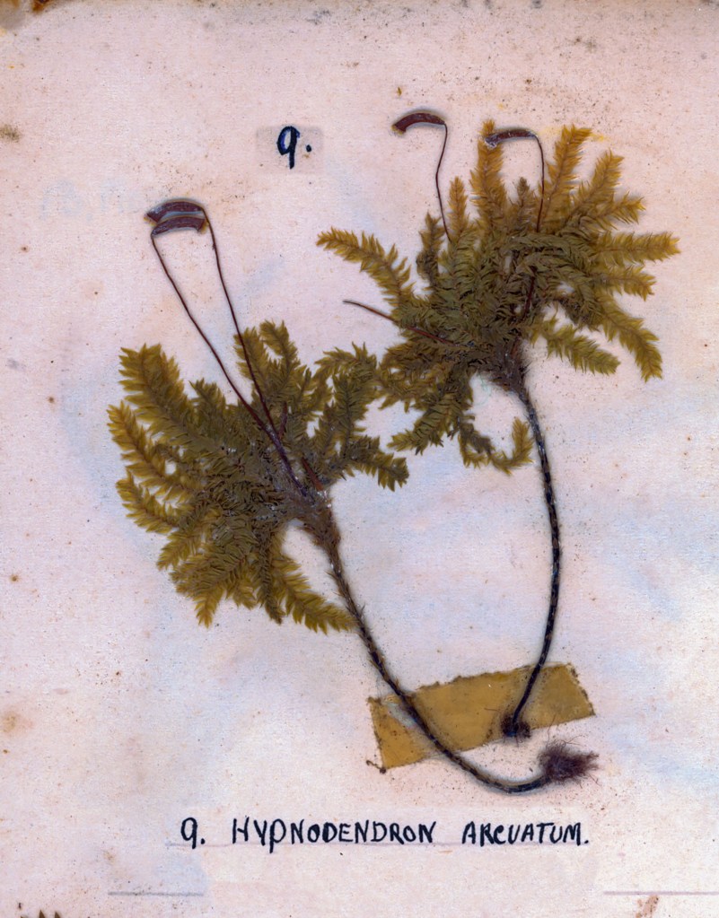 Dried specimen of Hypnodendron arcuatum, featuring green leafy fronds and elongated stems, mounted on a paper background with a label.