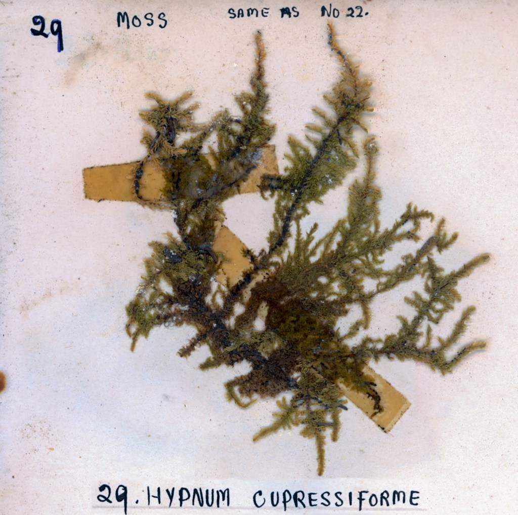 A pressed specimen of Hypnum cupressiforme moss mounted on a beige background, with labels indicating its identification number and name.