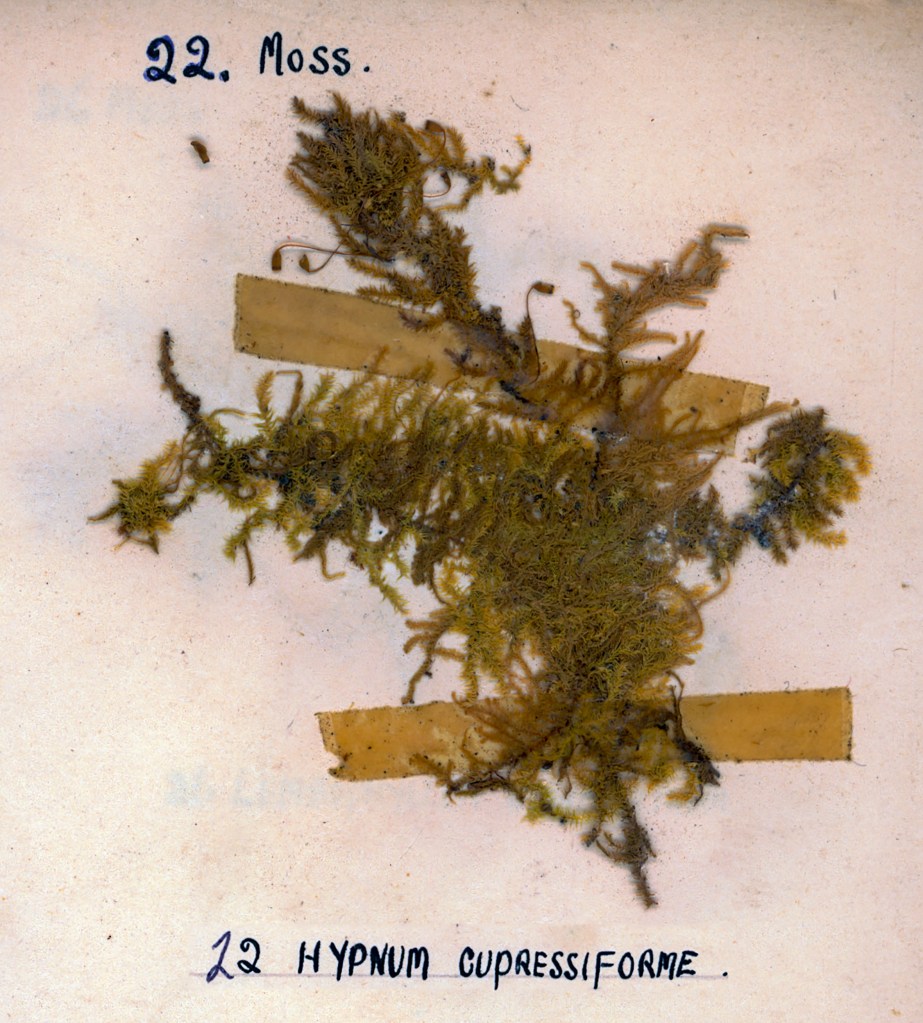 A specimen of moss labeled '22. Moss' and '12 Hypnum cupressiforme' on a light background.